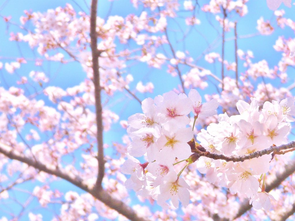桜木町の桜の名所5選 お花見にばっちりのスポットを厳選紹介 Homeee Magazine