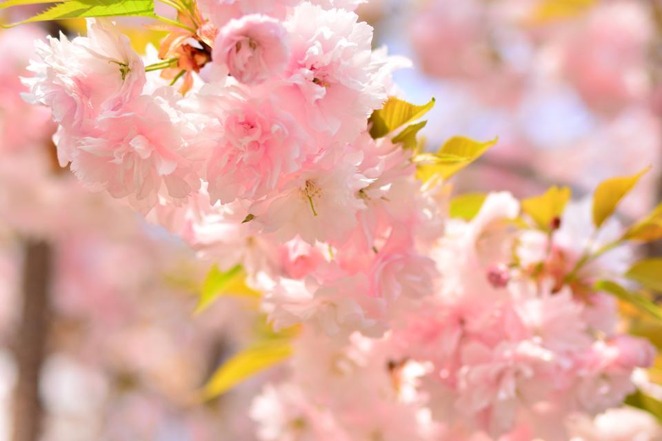 渋谷で桜を見るならここ！お花見スポットおすすめ3選を厳選紹介