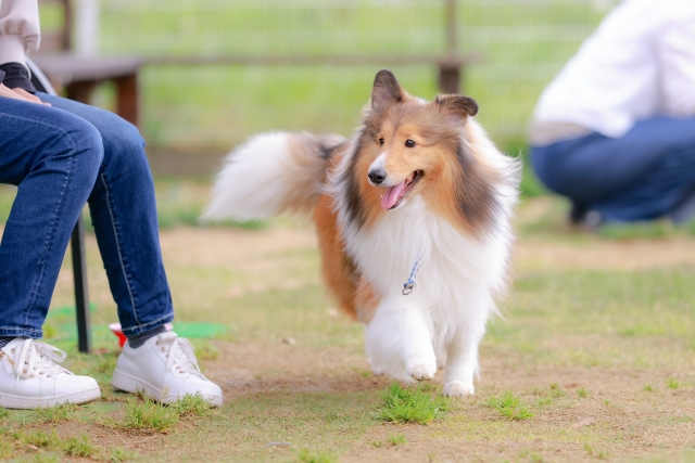 ペットとの暮らし