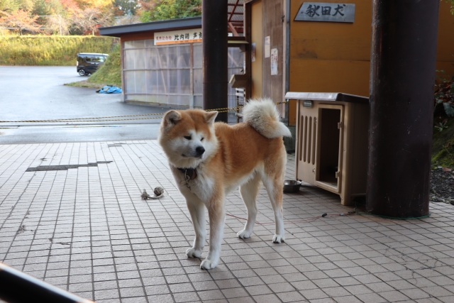 秋田犬の性格