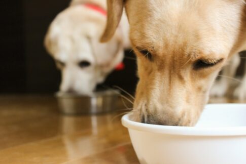 犬の糖尿病におすすめのご飯は？
