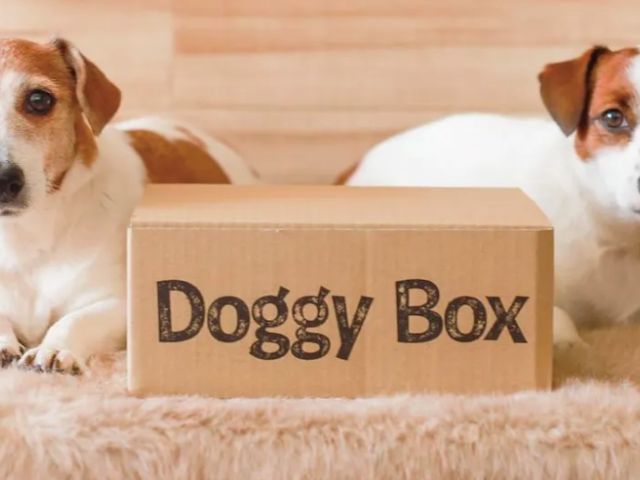 犬のおもちゃサブスク①ドギーボックス