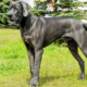【ギネス認定】世界一大きい犬のサイズは？超大型犬の犬種を12選ご紹介！