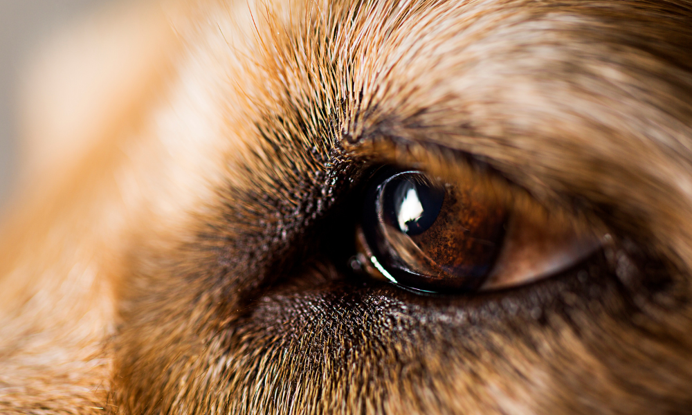 犬の目やにが増えるのは危険なサイン？