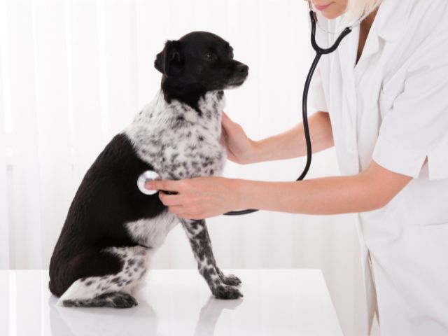 愛犬の花粉症の症状は病院へ行くべき？