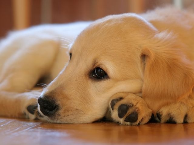 犬が未消化のドッグフードを吐いた際に考えられる主な原因