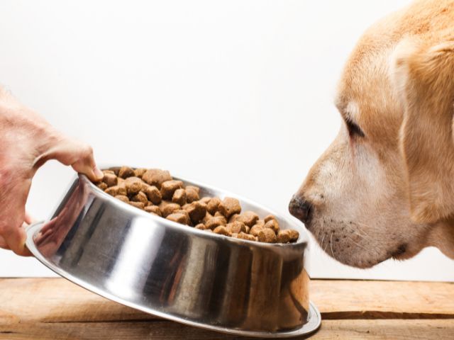 犬の食ふん対策方法