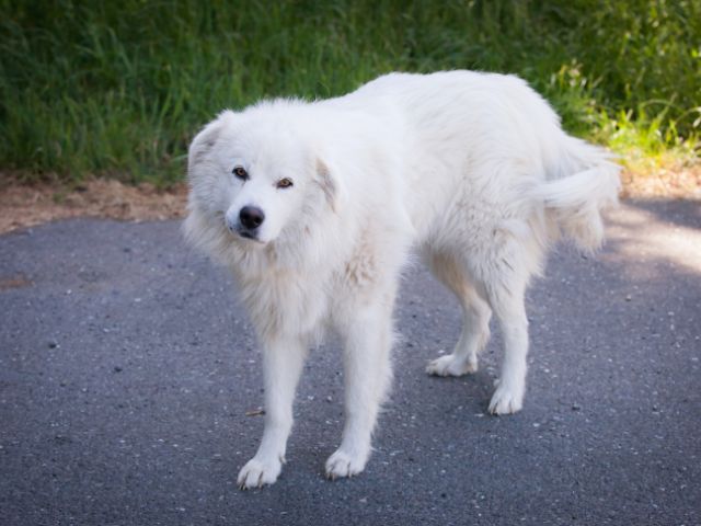 大型の白い犬