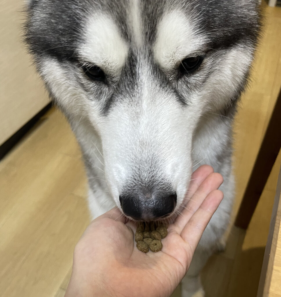 モグワンを食べている犬
