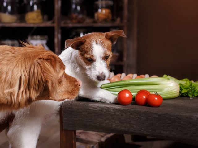 トマトに含まれている栄養素と犬に与える効果