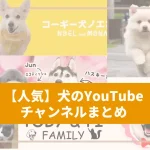 犬のYouTubeチャンネル