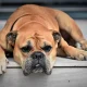 飼ってはいけない犬ランキングTOP10｜しつけや飼育が難しい犬種とは？