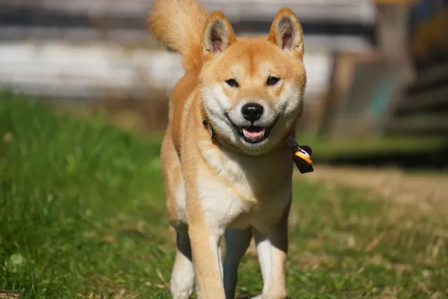 中型の日本犬（柴犬・甲斐犬など）